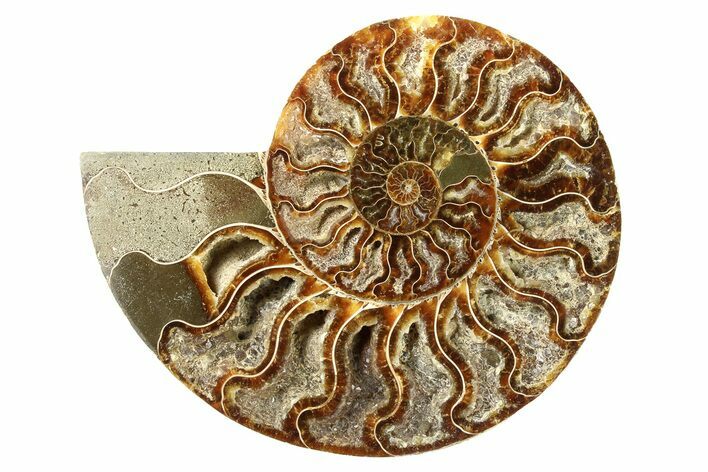 Cut Ammonite Fossil (Half) - Agatized #64951